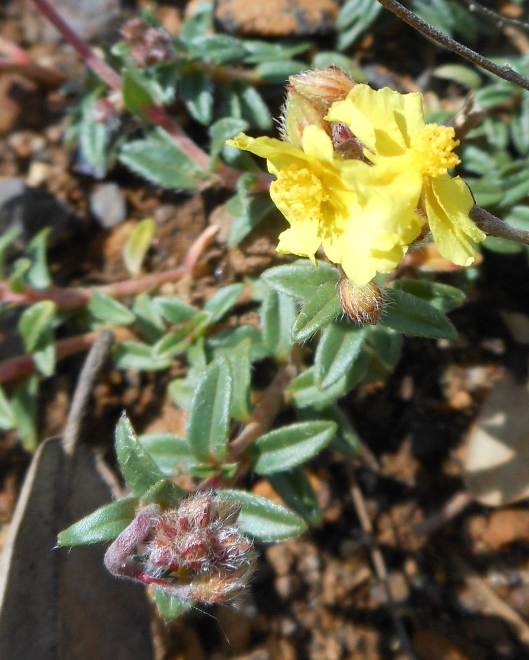 Helianthemum oelandicum subsp. italicum / Eliantemo rupino